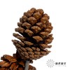 干花 ｜ 小号松果 商品缩略图1