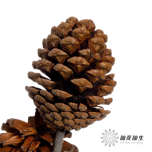 干花 ｜ 小号松果 商品图1