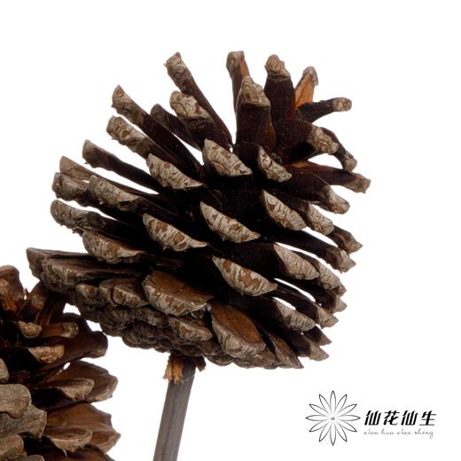 干花 ｜ 小号松果 商品图4