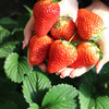 【会员28.5/斤】丹东九九草莓 特级大果 单果30克  合作果园直发 商品缩略图1