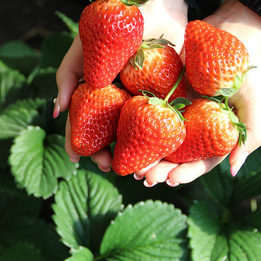 【会员28.5/斤】丹东九九草莓 特级大果 单果30克  合作果园直发 商品图1