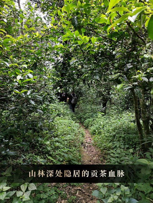 【大黑山】2024年头春头采倚邦新贵云南易武普洱茶生茶357克/饼 5饼/提 拍5发6 商品图8