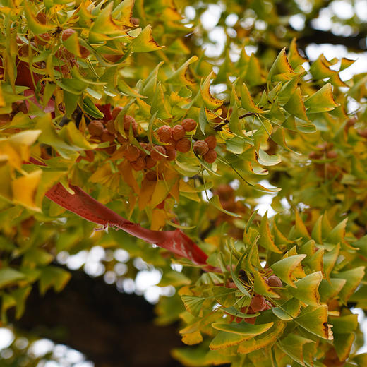 【鲜果现货】万物本草 千年古树银杏果 甘肃徽县白果 炖汤熬粥可做坚果 商品图0