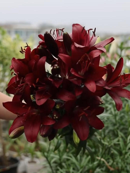 黑贝壳亚百合【不被定义，你可以是任何样子】简小姐精选亚百合 黑贝壳5枝 2束包邮 下单3天发货 商品图1