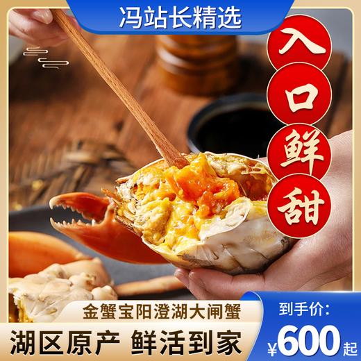 金蟹宝阳澄湖大闸蟹 产地直供 阳澄湖原产地认证 提货时间:每年9月下旬-12月底 商品图0