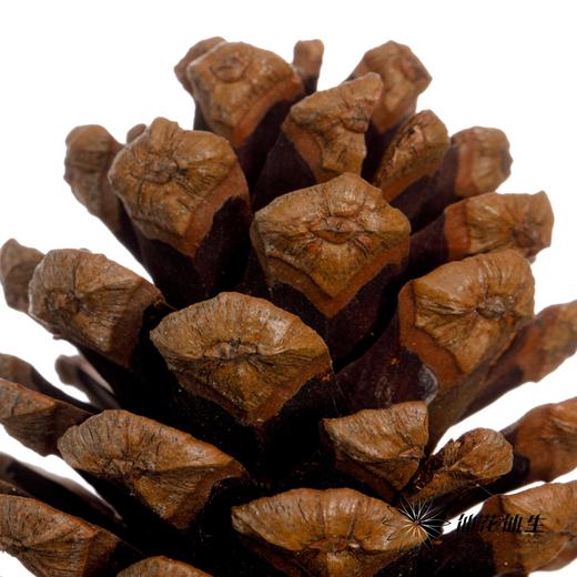 干花 ｜ 小号松果 商品图3