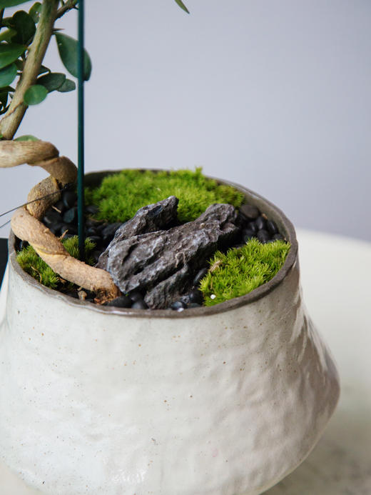 提根造型金豆 商品图1