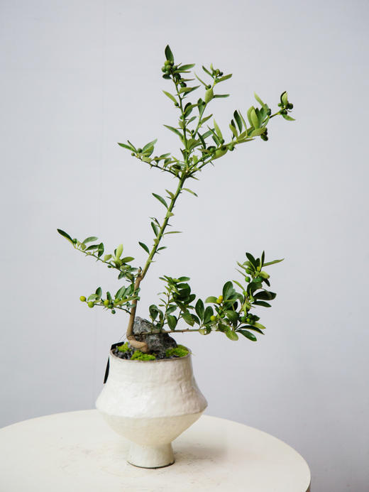 提根造型金豆 商品图0