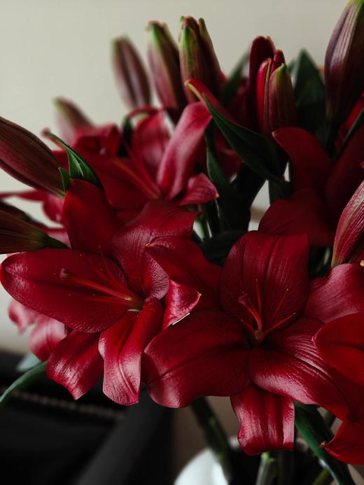 黑贝壳亚百合【不被定义，你可以是任何样子】简小姐精选亚百合 黑贝壳5枝 2束包邮 下单3天发货 商品图5