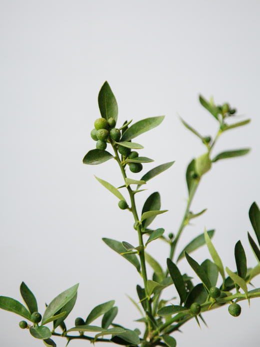 提根造型金豆 商品图2