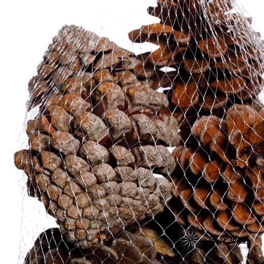 配果 | 小松果（10个） 商品图1