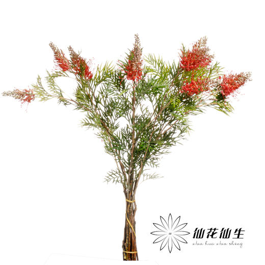 配花 | 小银桦 商品图0