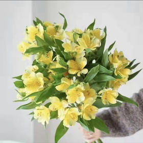 A级水仙百合.柠檬黄