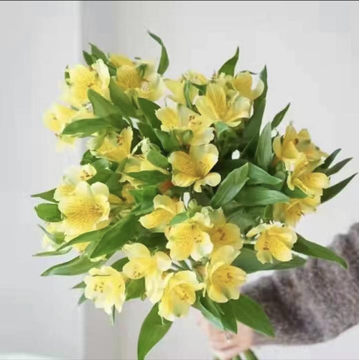 A级水仙百合.柠檬黄 商品图0