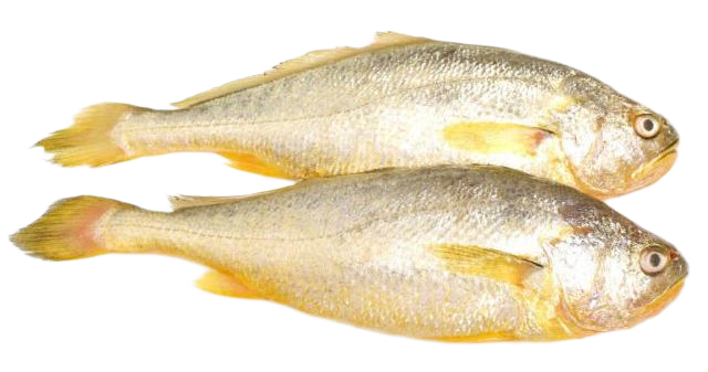 东海生态黄花鱼