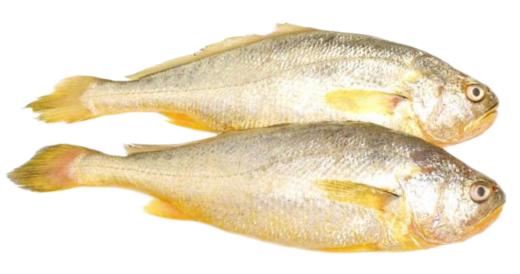 东海生态黄花鱼 商品图0