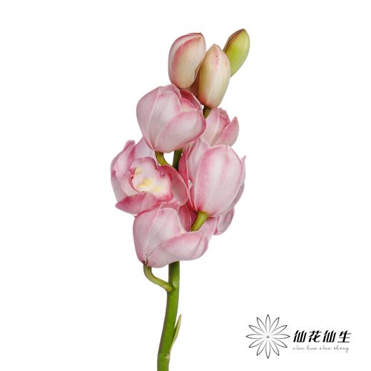 兰花 | 大花蕙兰粉色【瑕疵折痕 不售后，介意者慎拍】 商品图1