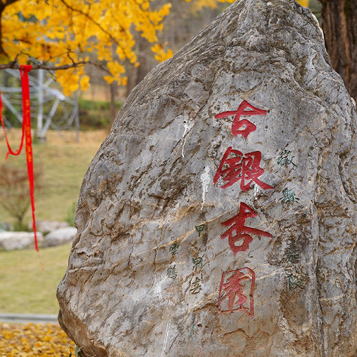 【鲜果现货】万物本草 千年古树银杏果 甘肃徽县白果 炖汤熬粥可做坚果 商品图3