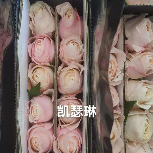 玫瑰.凯瑟琳（10枝） 商品图2