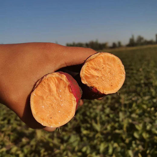 【新疆天山蜂蜜红薯】记忆中儿时味！薯肉橙黄，香气四溢，软糯可口！无筋无丝，皮薄如纸，营养丰富！烤制后自带焦糖味，一口下去满满的幸福！【MS-J】 商品图2