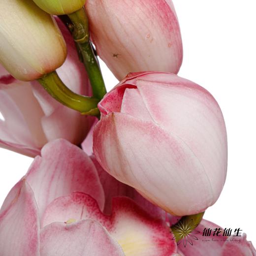 兰花 | 大花蕙兰粉色【瑕疵折痕 不售后，介意者慎拍】 商品图3