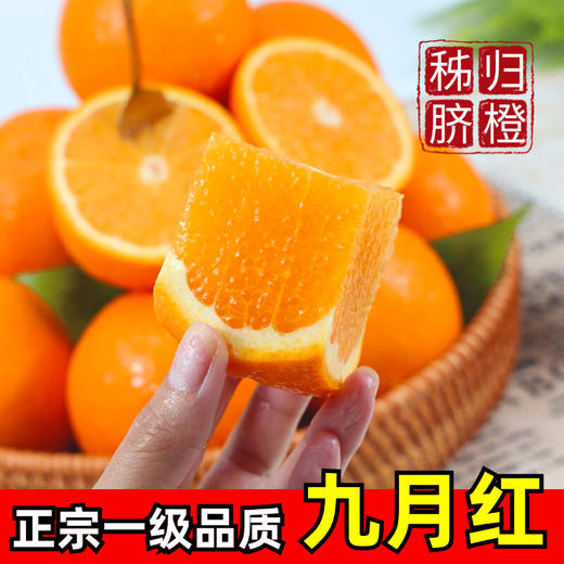 正宗秭归九月红 口口甜蜜 汁水充沛 不催熟不打蜡不泡药 果园精选直发 商品图0