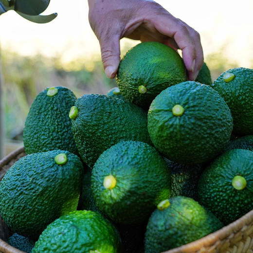 【丝滑醇厚 奶油质感】云南孟连 奶香牛油果 “森林奶油”个大饱满 精品装 商品图1