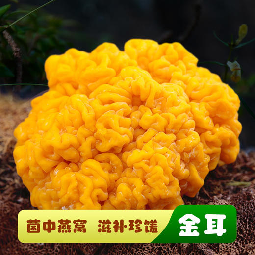 新鲜金耳菌 商品图0