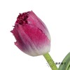国产郁金香 | 紫水晶 商品缩略图2