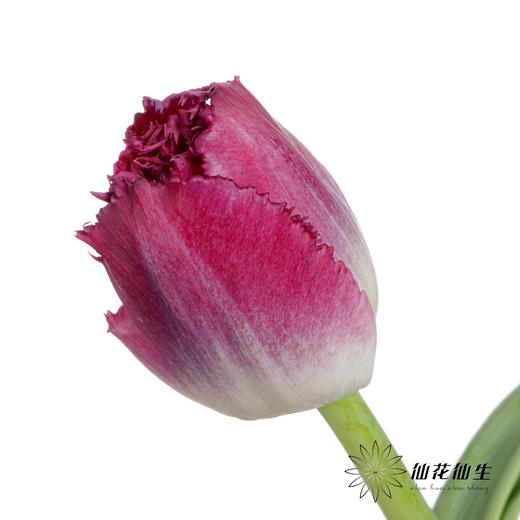 国产郁金香 | 紫水晶 商品图2