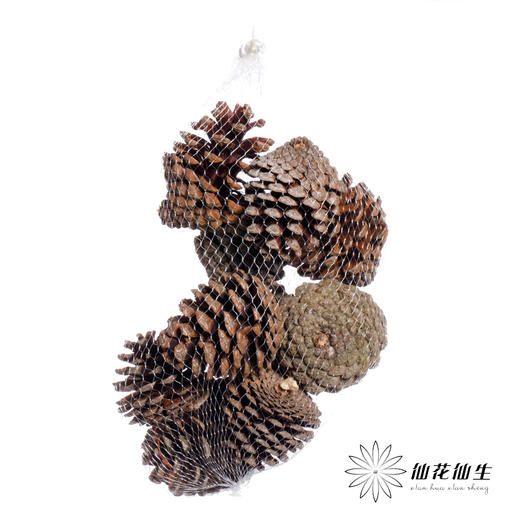 配果 | 小松果（10个） 商品图0