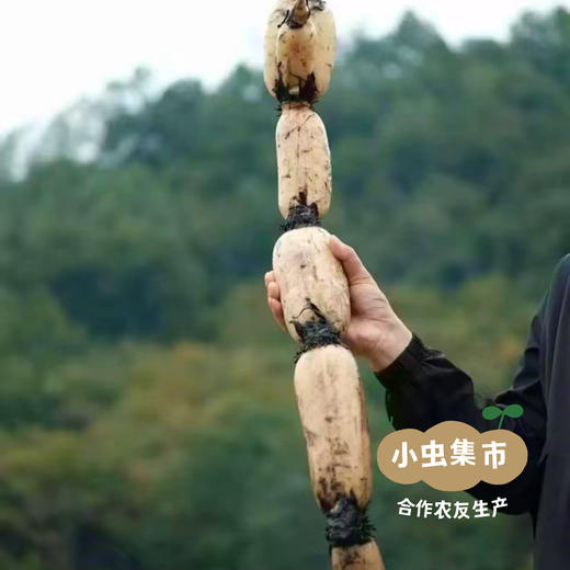 生态红花粉藕 5斤 | 合作农友生产，产自四川遂宁，生产者：廖勇 *【公平贸易农人定价】 商品图5