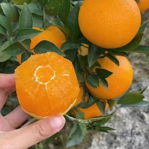【分仓直发包邮】湖北九月红果冻橙5斤大果 商品图0
