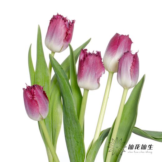 国产郁金香 | 紫水晶 商品图1