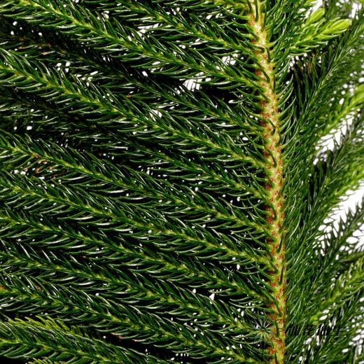 叶材 | 南洋杉 商品图3