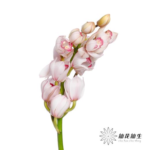 兰花 | 大花蕙兰浅粉【轻微瑕疵 折痕 不售后，介意者慎拍】 商品图1