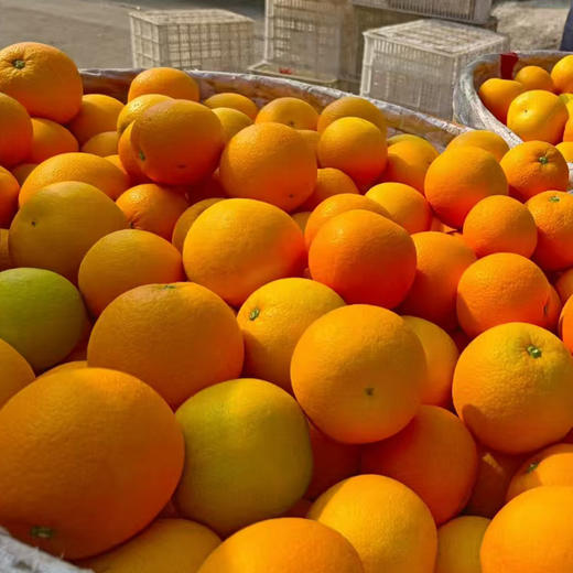 【分仓直发包邮】湖北九月红果冻橙5斤大果 商品图2