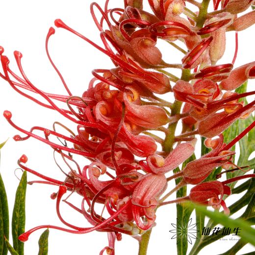 配花 | 小银桦 商品图2