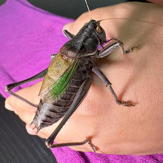 密云东邵渠镇小岭村开发文创立体纸模型自己动手拼接铁皮蝈蝈  会叫的铁皮蝈蝈 商品图9