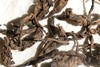 彩农茶｜老曼峨·首款老帕卡古树熟砖 商品缩略图7