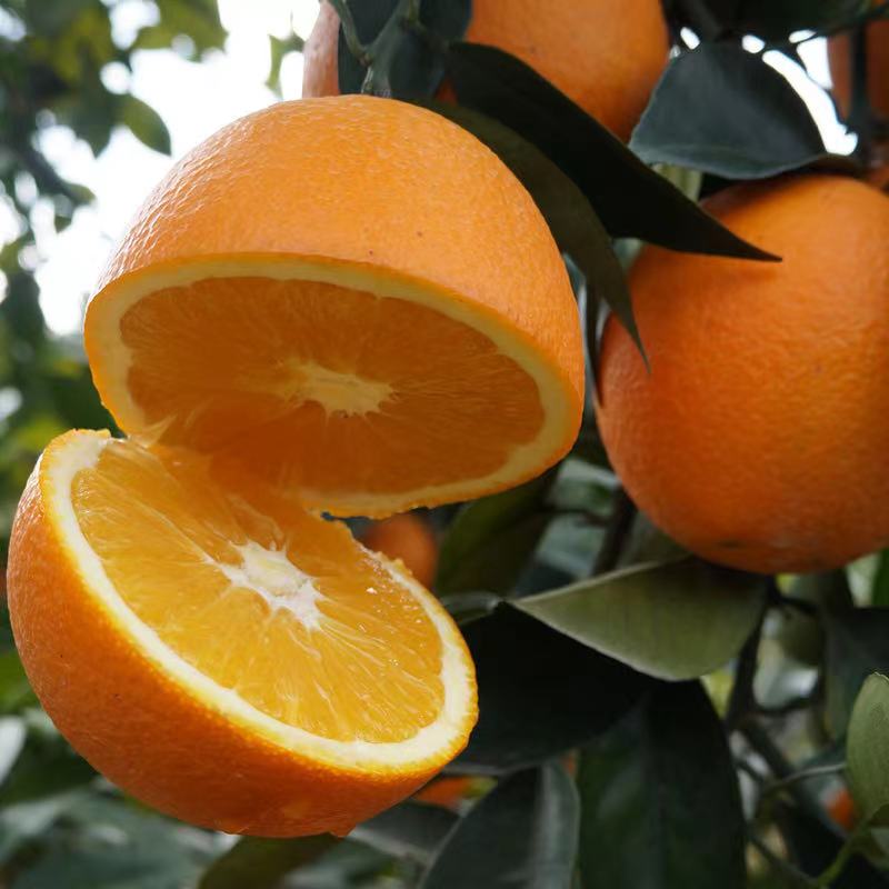 【正宗原生态赣南脐橙🍊】选自赣州生态种植基地 · 最好的脐橙产地 口感极佳 · 山泉水灌溉 使用花生粕农家肥料 · 原生态种植 无农残 不催熟 不染色