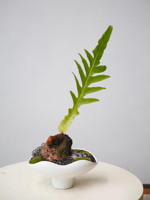 王冠蕨 商品图0