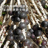 冻干巴西莓粉 | 欧盟双有机认证 甄选100%巴西树龄5年+野生果实 -42℃冻干工艺 油脂丰富营养密度高 1勺≈400g蓝莓 独立小袋便携锁鲜 商品缩略图2