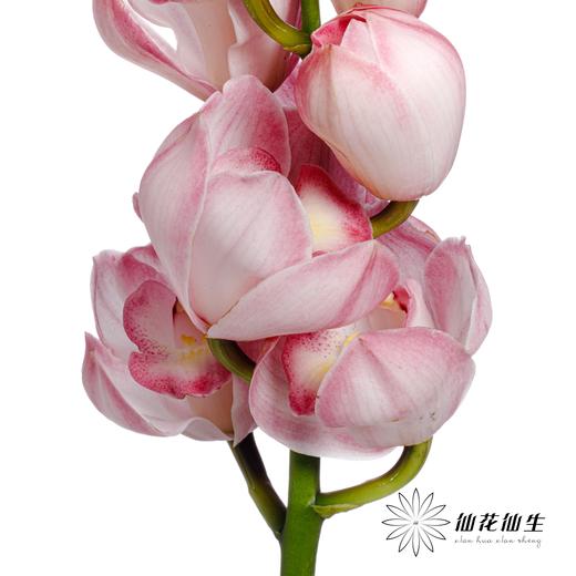 兰花 | 大花蕙兰粉色【瑕疵折痕 不售后，介意者慎拍】 商品图2