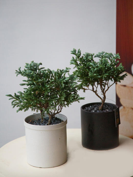 蓝色波尔瓦（黑盆） 商品图1