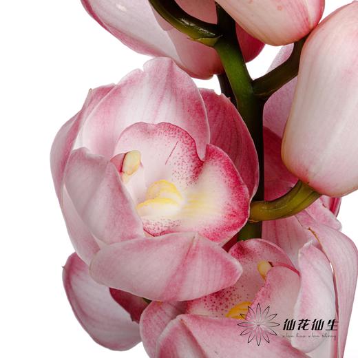 兰花 | 大花蕙兰粉色【瑕疵折痕 不售后，介意者慎拍】 商品图4