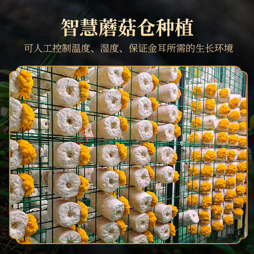 新鲜金耳菌 商品图3