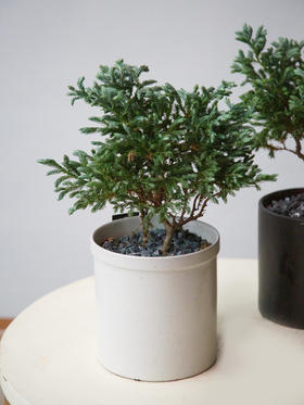 蓝色波尔瓦（白盆）