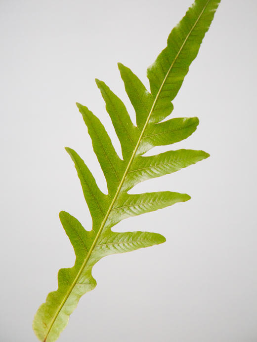 王冠蕨 商品图1