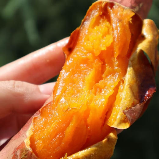 山东原种烟薯25号 商品图3